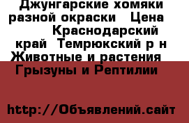 Джунгарские хомяки разной окраски › Цена ­ 130 - Краснодарский край, Темрюкский р-н Животные и растения » Грызуны и Рептилии   